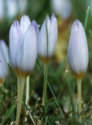 Fall crocuses