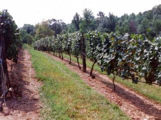 In the vineyard