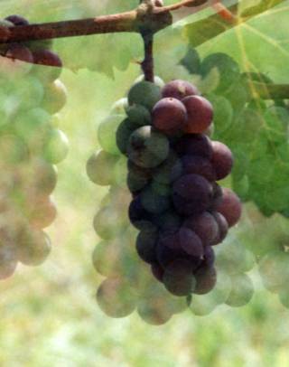 Clusters