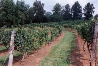 Hillside vineyard