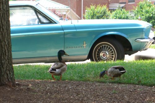 Mallards